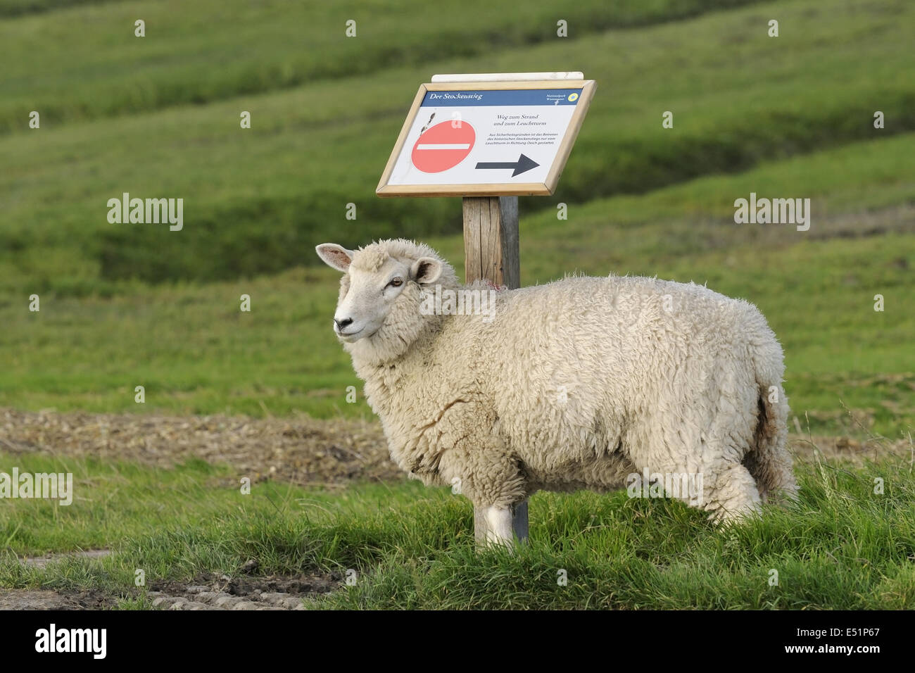 Sheep and Sign, Germany Stock Photo