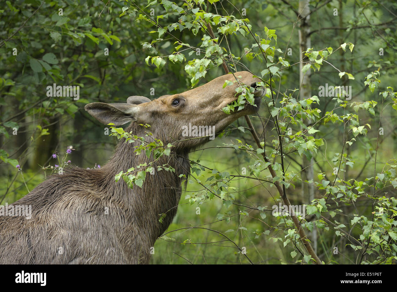 European moose, Alces alces Stock Photo