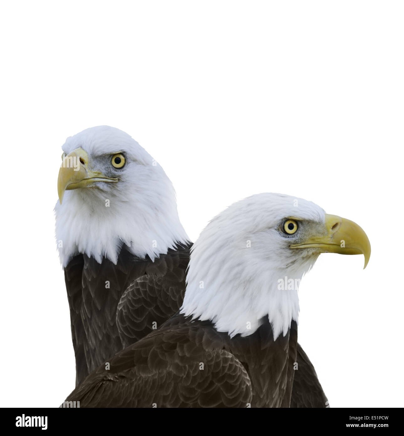 American Bald Eagles Stock Photo