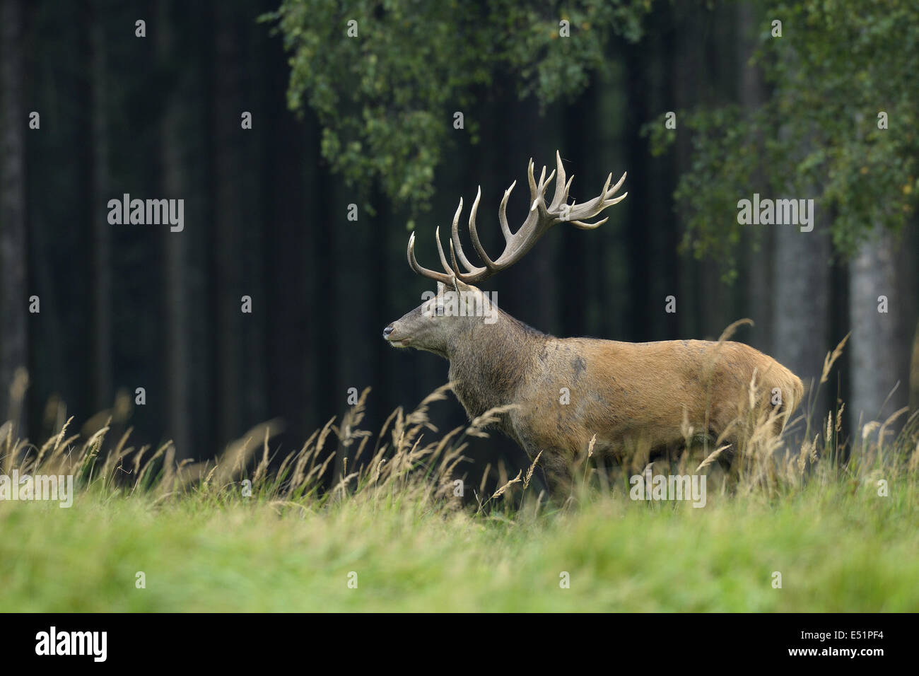 Red deer, Germany Stock Photo