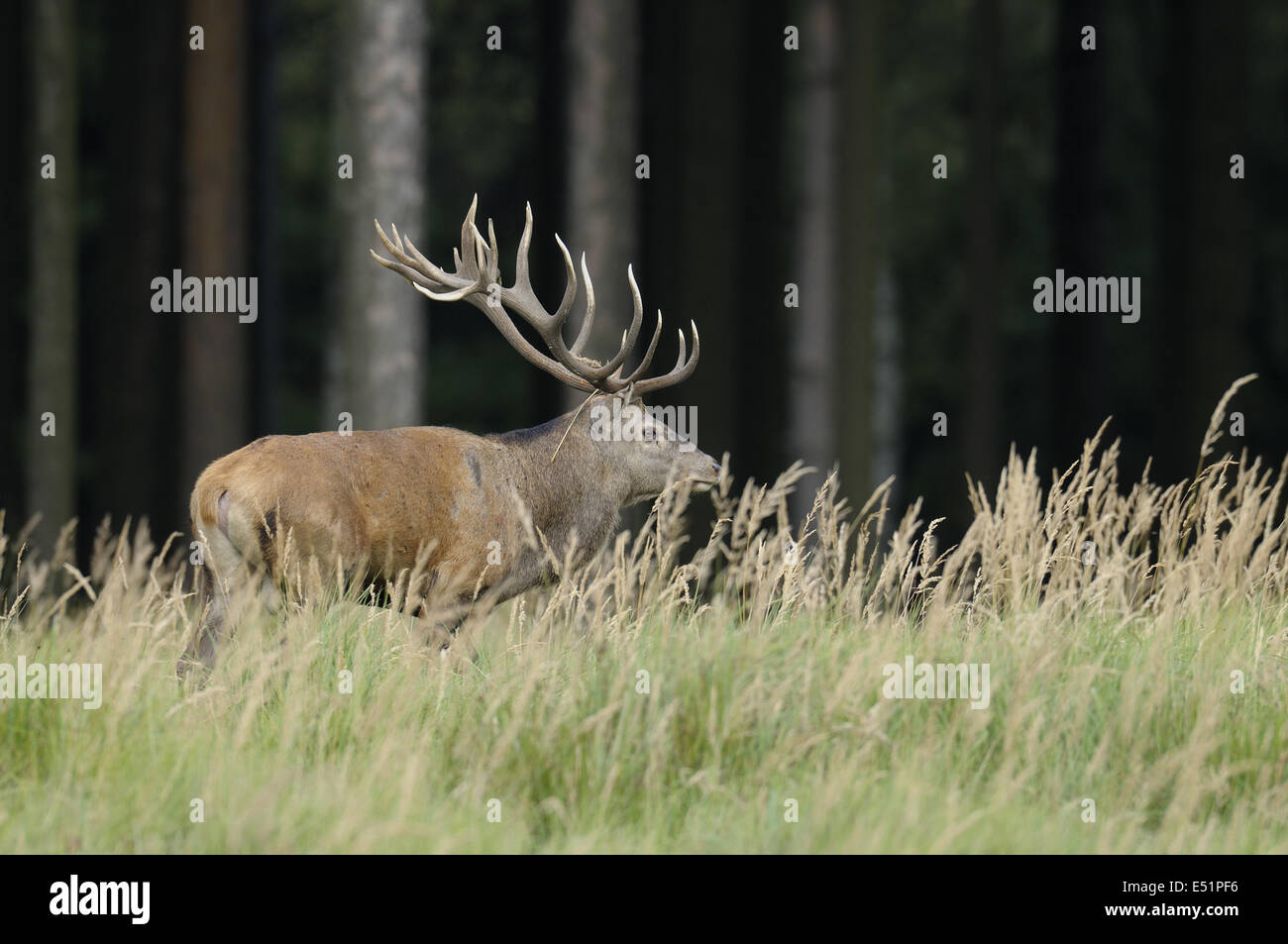 Red deer, Germany Stock Photo