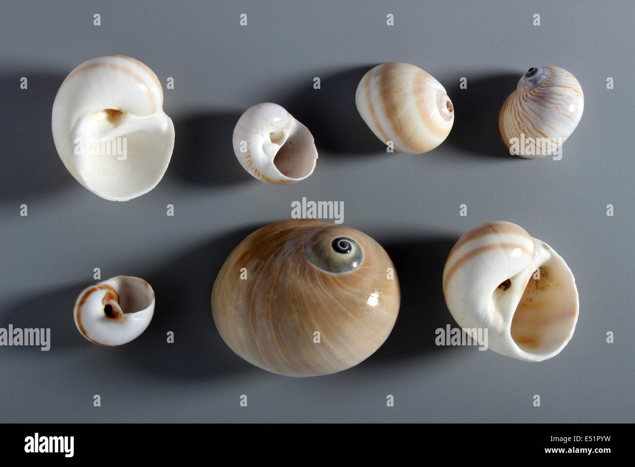 Indian Moon shells ( Naticidae ) Stock Photo