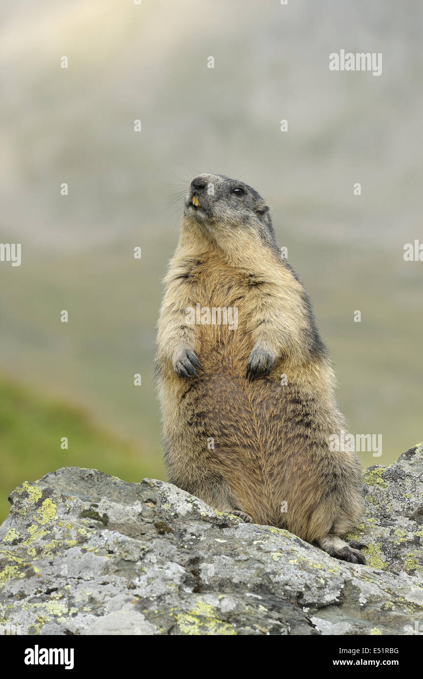 Marmot, Marmota marmota, Austria, Europe Stock Photo