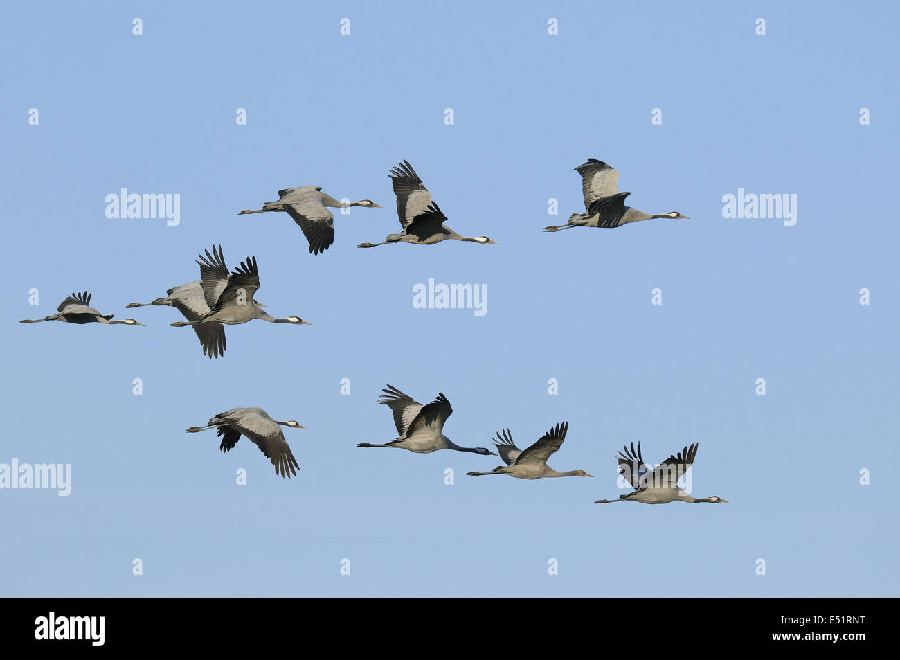 European cranes, Grus Grus Stock Photo