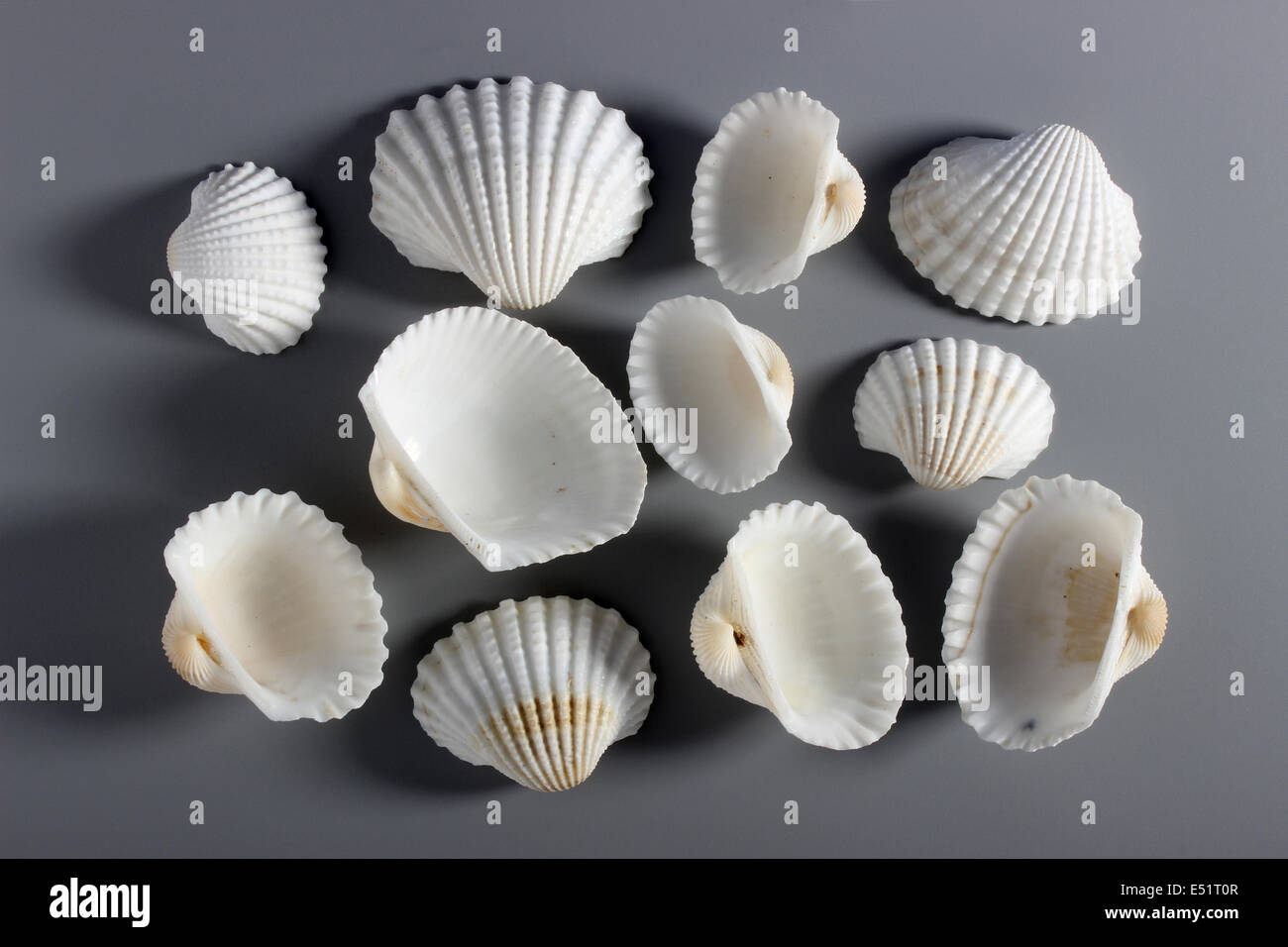 Indian White Ark Cockle Shell ( Arcidae ) Stock Photo