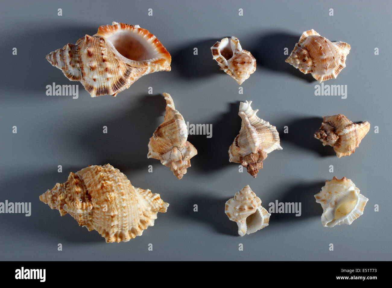 Indian Murex Shells ( Muricidae ) Stock Photo