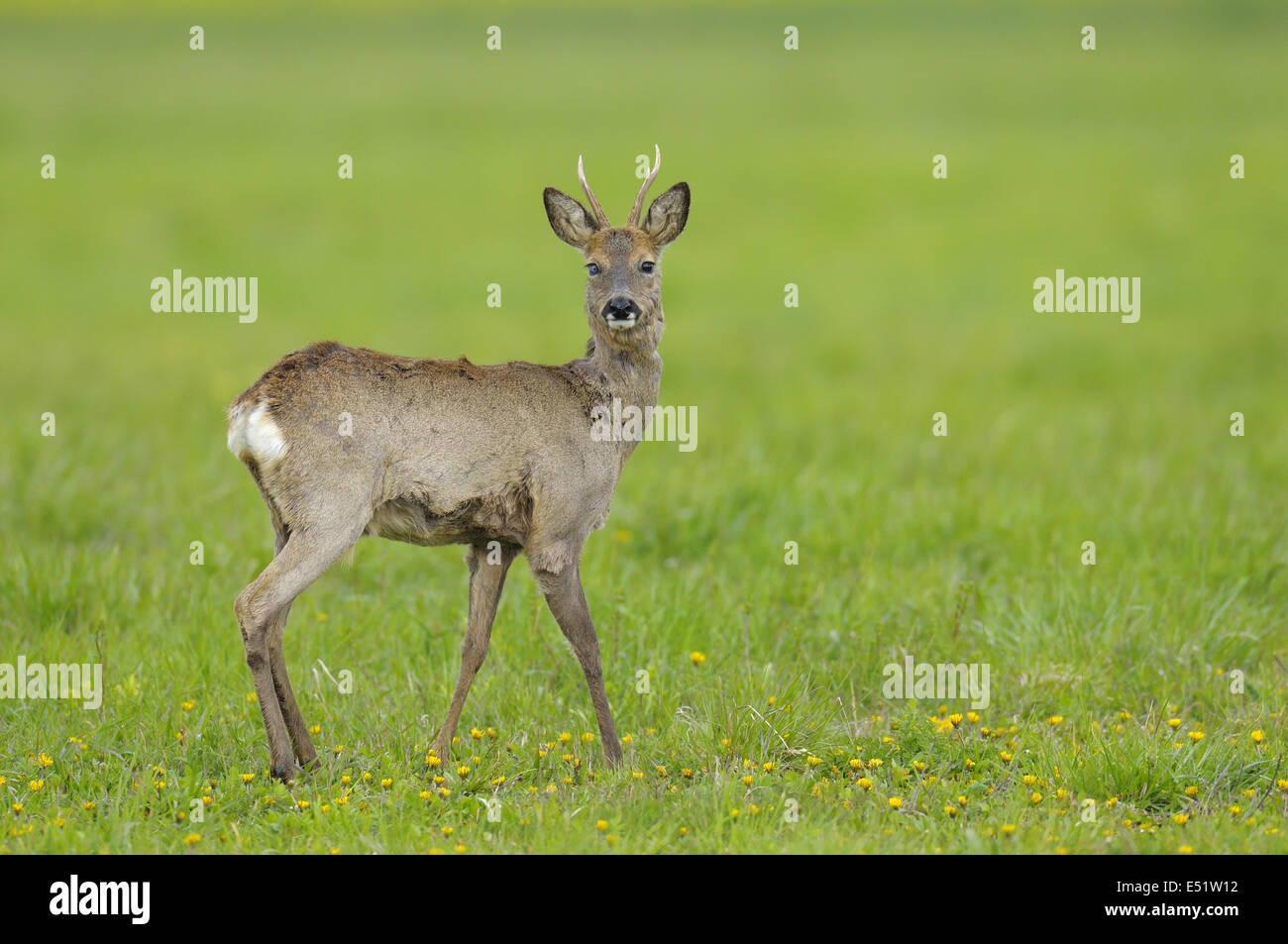 Roe dee hi-res stock photography and images - Alamy