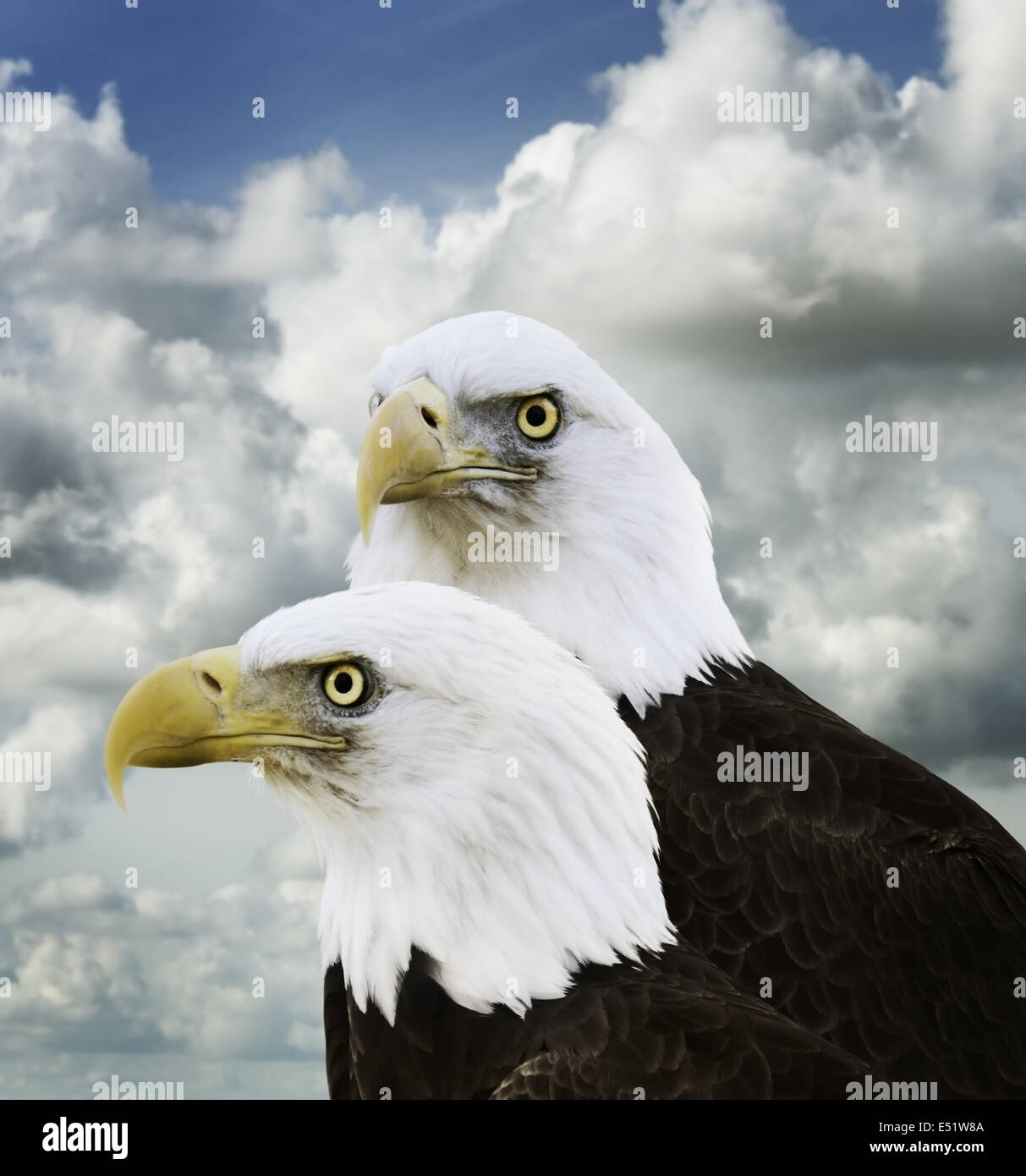 American Bald Eagles Stock Photo