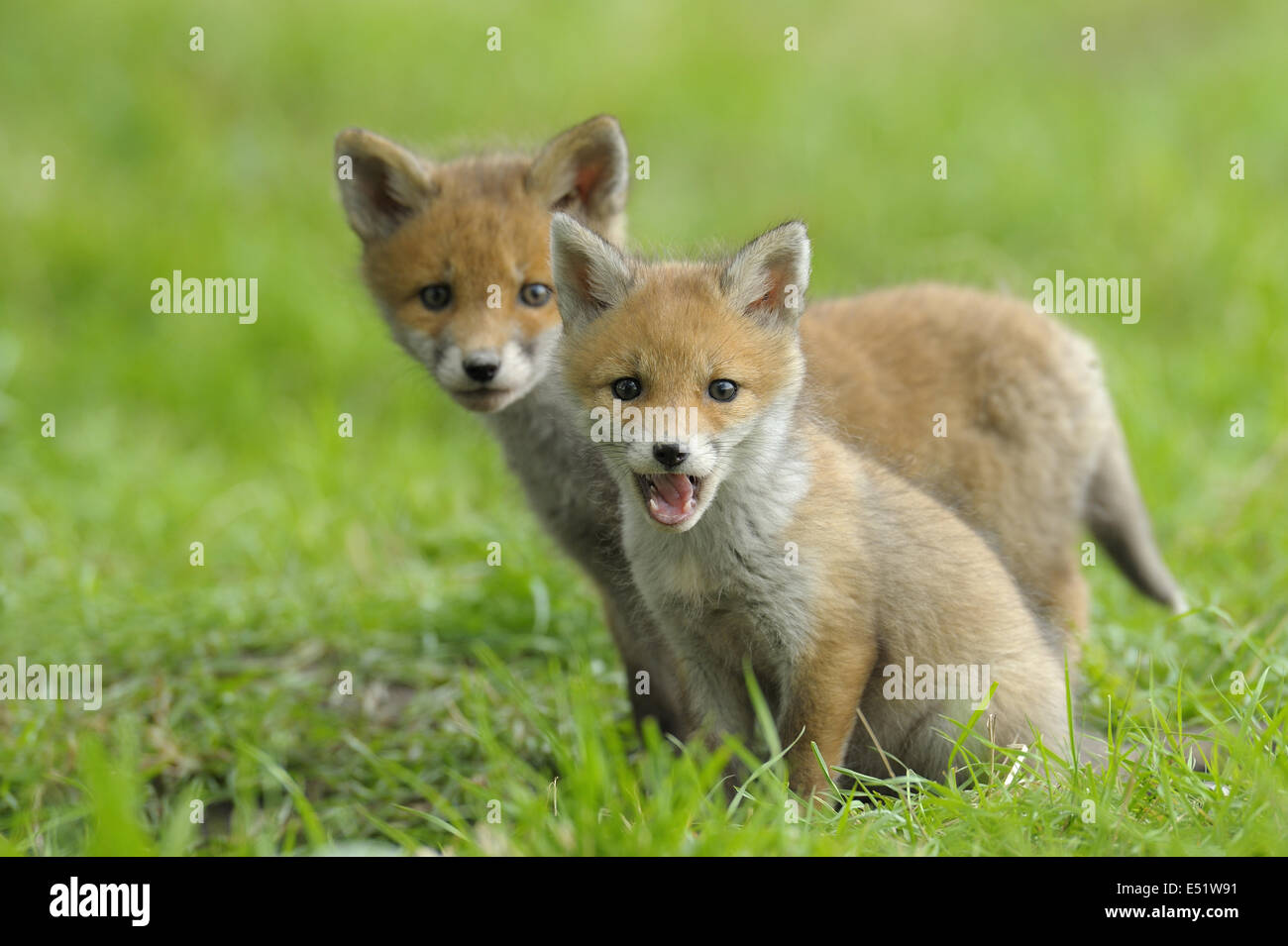 Young Red Foxes, Germany Stock Photo