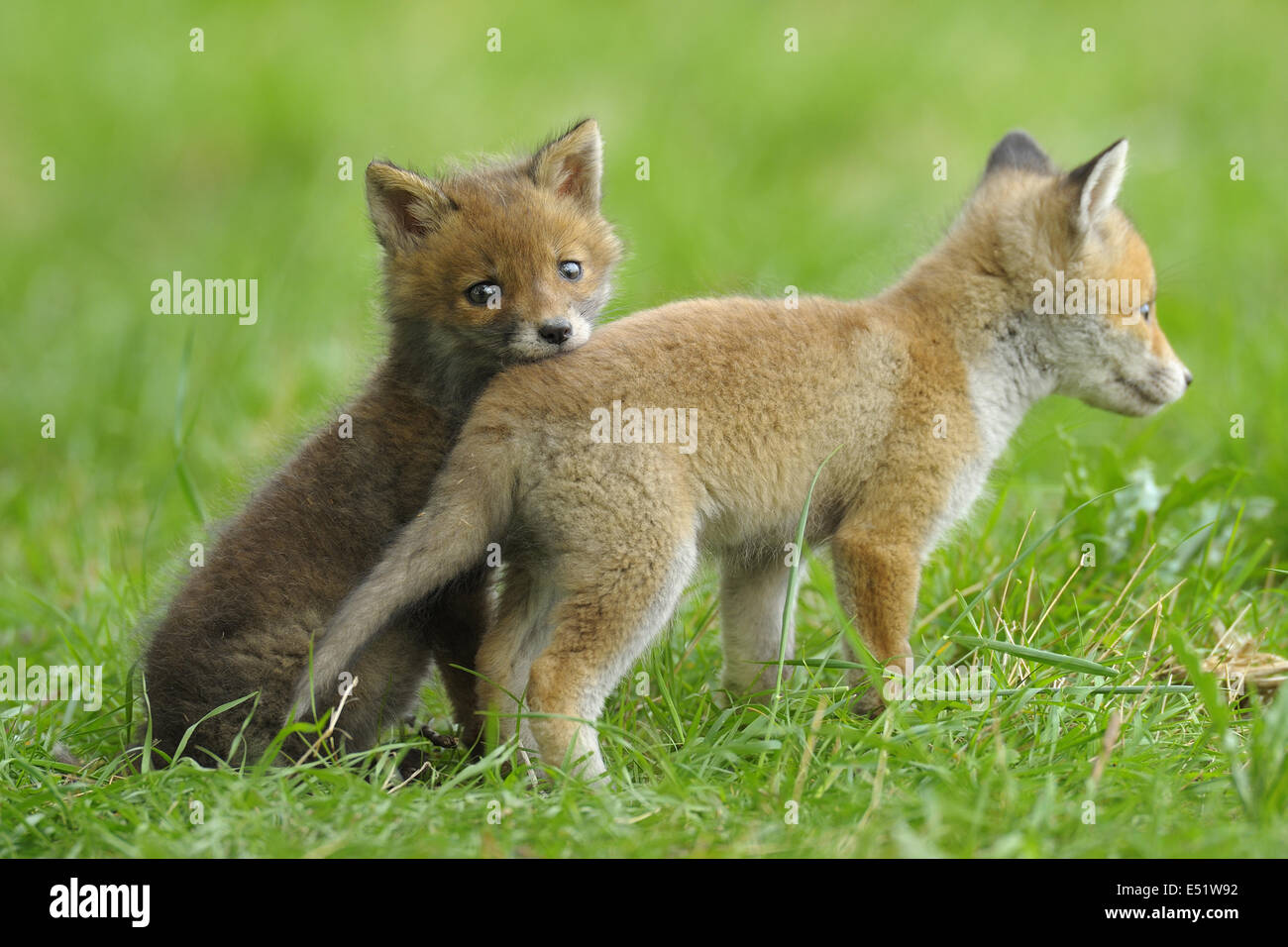 Young Red Foxes, Germany Stock Photo