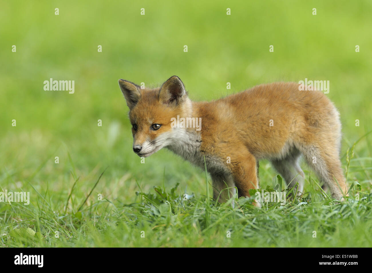 Red fox, Germany Stock Photo - Alamy