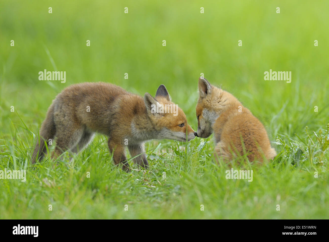 Red foxes, Vulpes vulpes, Germany Stock Photo