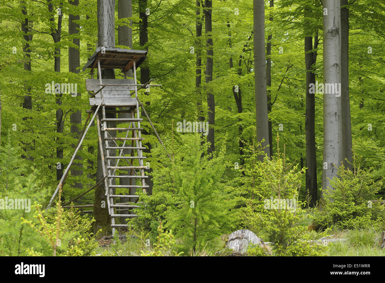 Hunting blind, Germany Stock Photo Alamy