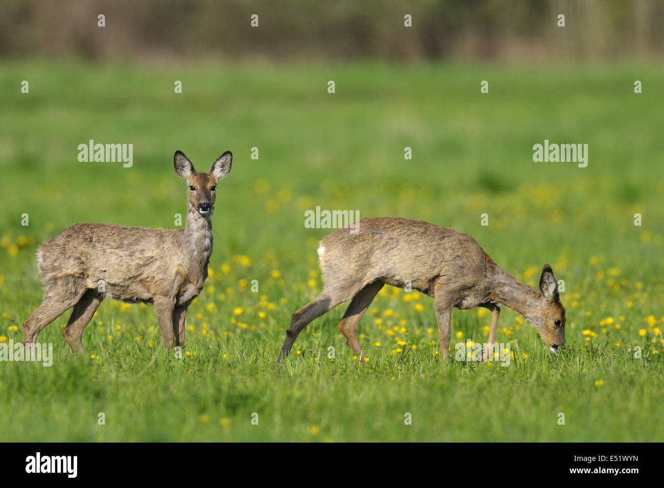 Roe deers, Germany Stock Photo