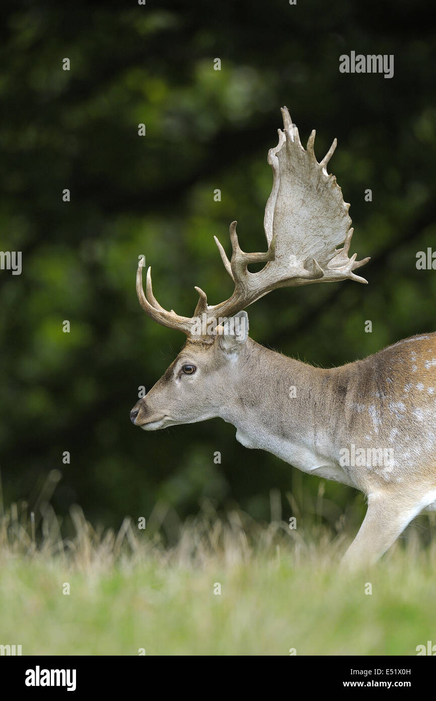 One fallow deer hi-res stock photography and images - Alamy