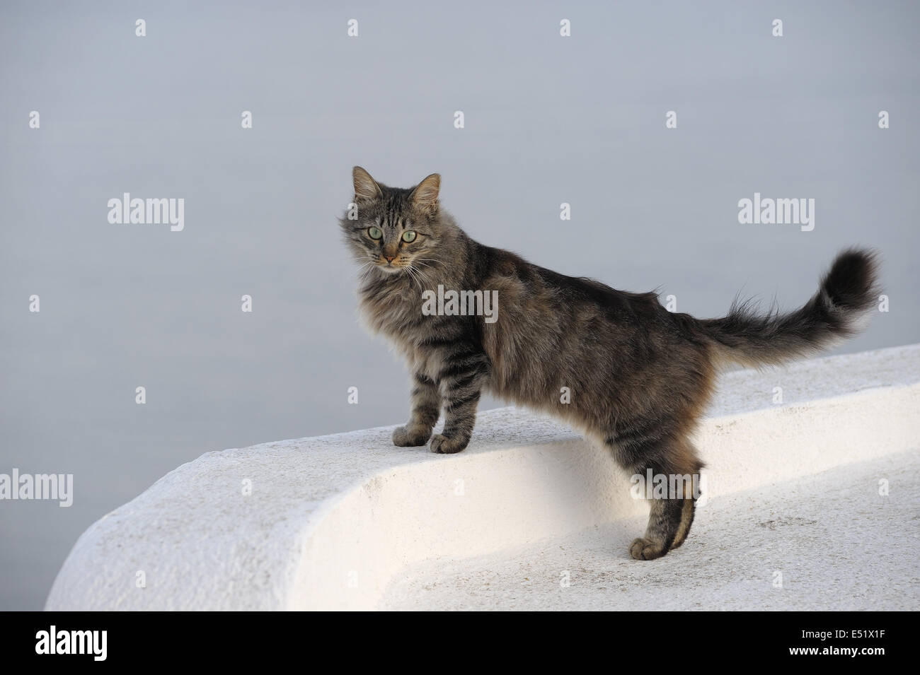 Cat, Santorini, Greece Stock Photo - Alamy