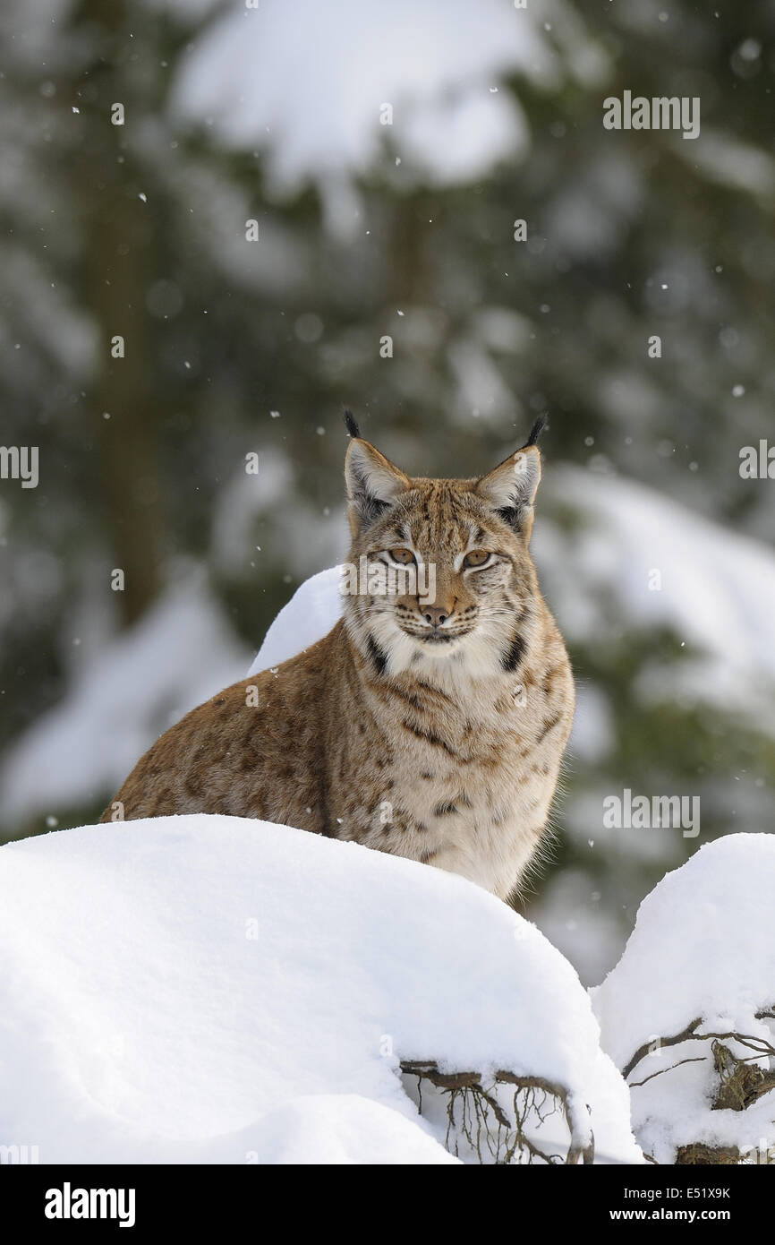 European Lynx, Germany Stock Photo