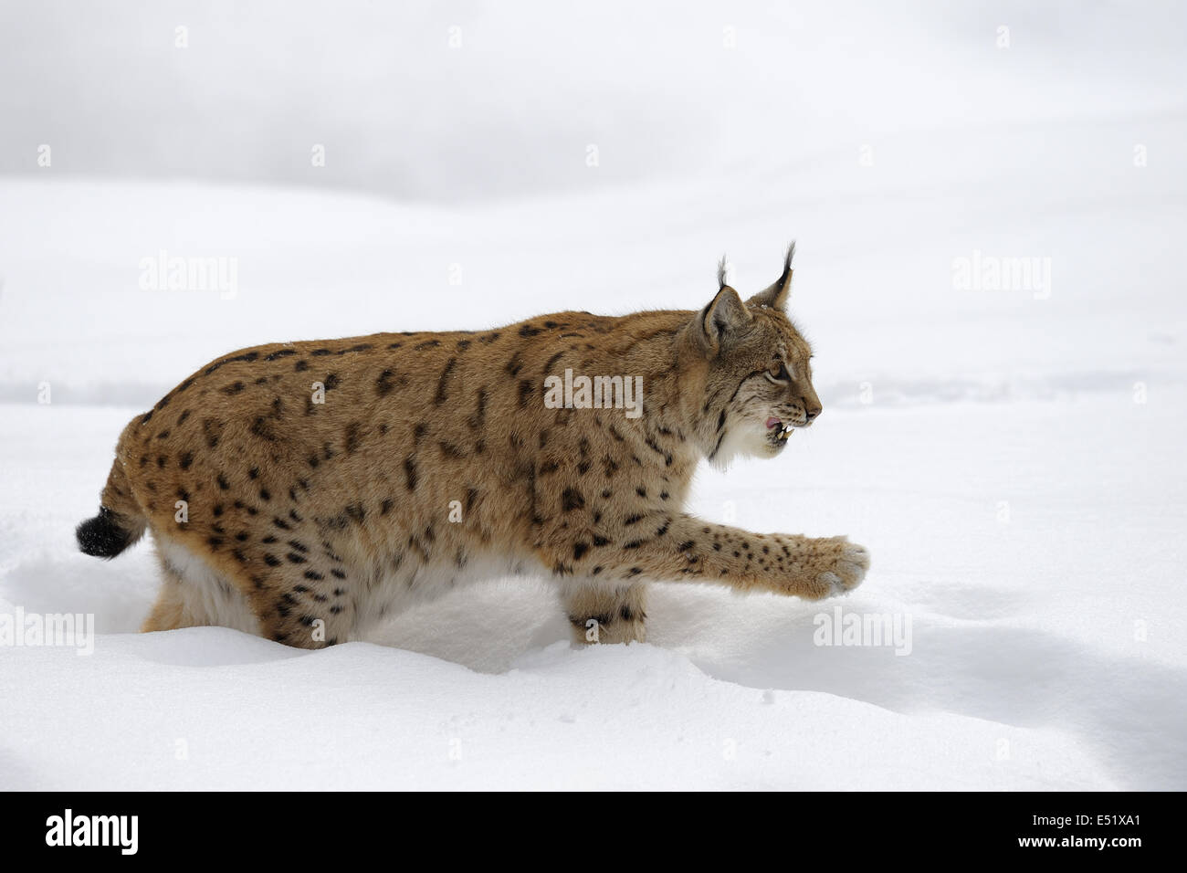 European Lynx, Germany Stock Photo