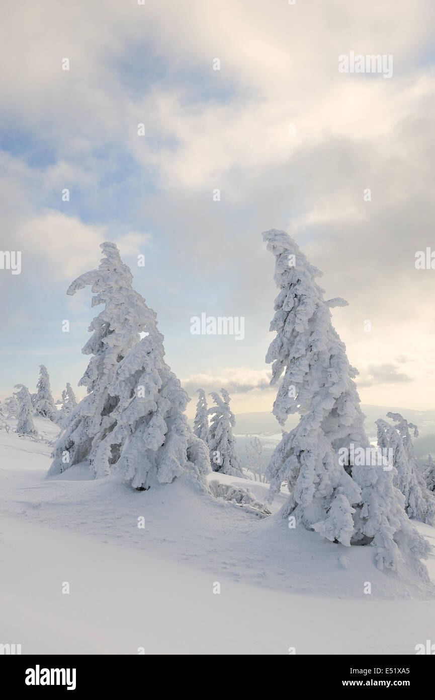 Snowy spruces, Bavaraia, Germany Stock Photo