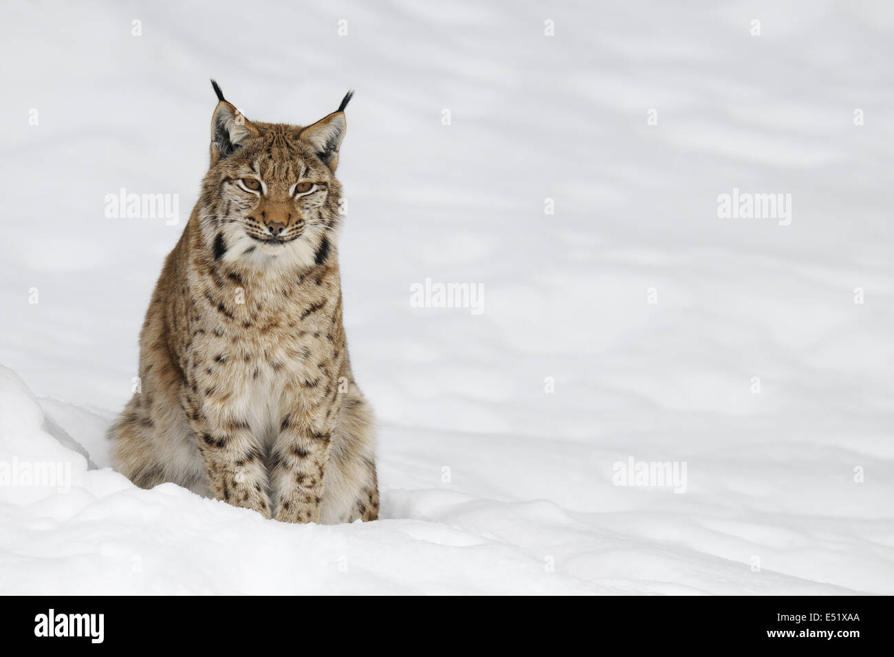 European lynx, Germany Stock Photo
