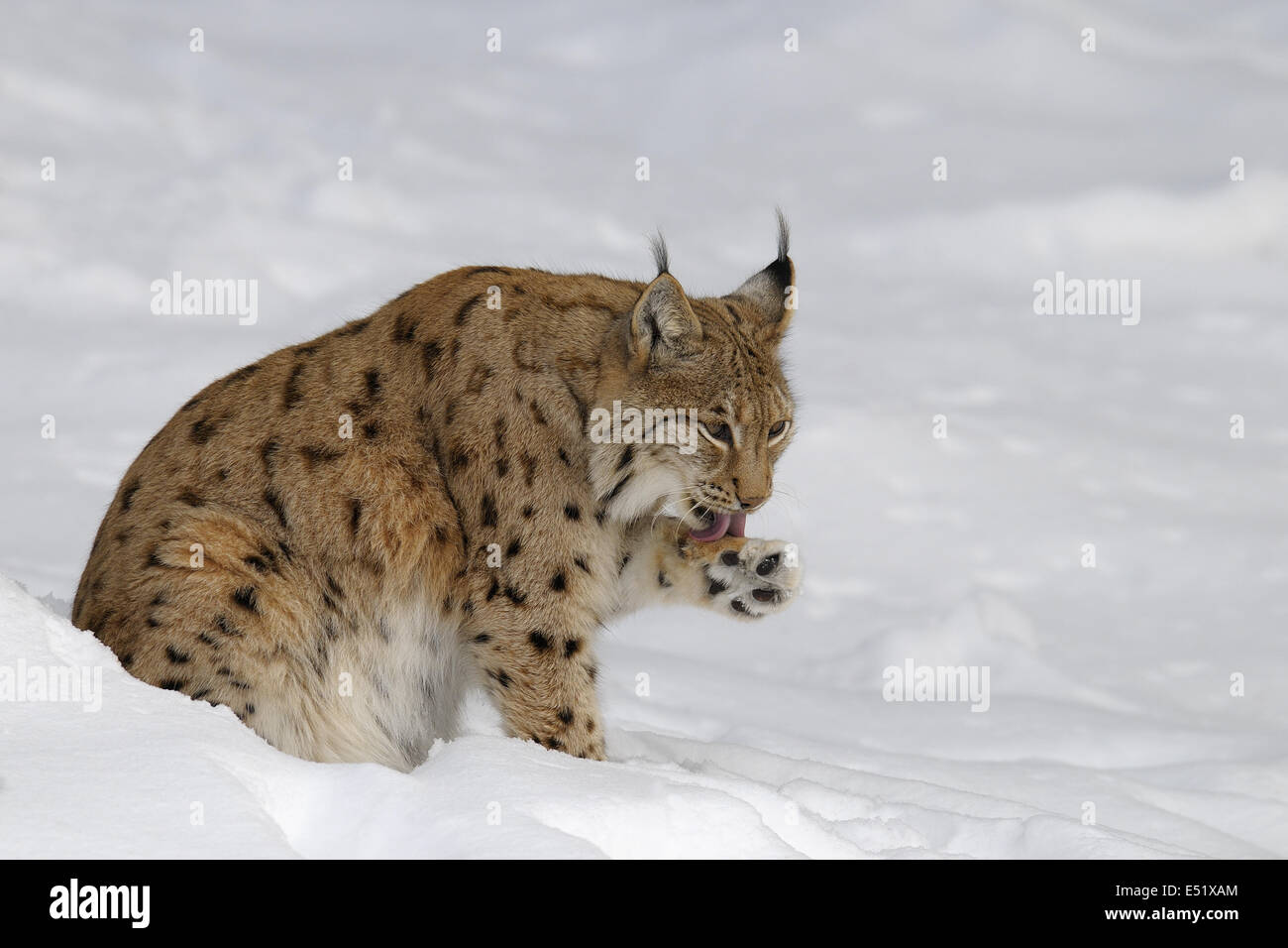 European lynx, Germany Stock Photo