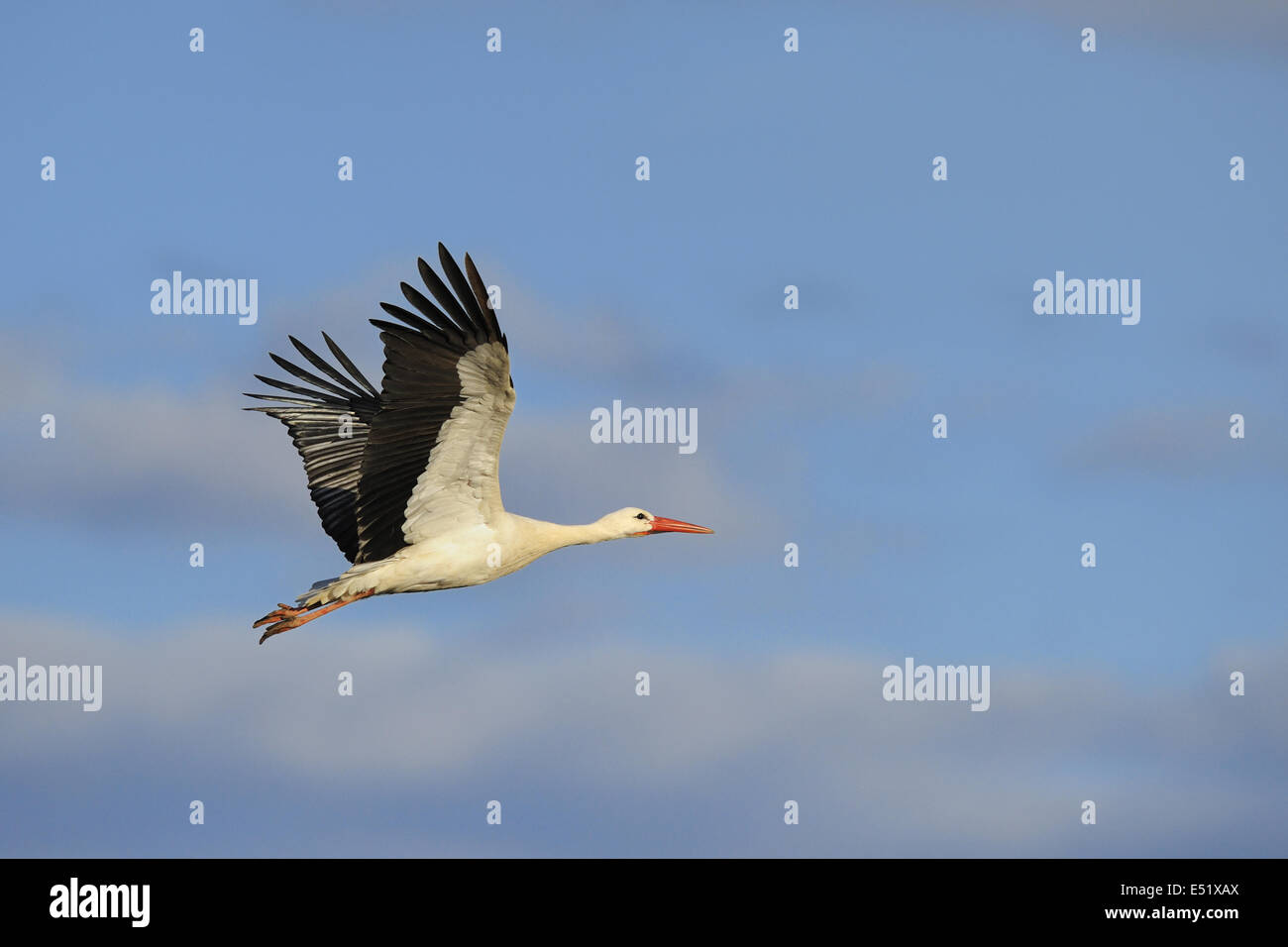 White stork, Germany Stock Photo