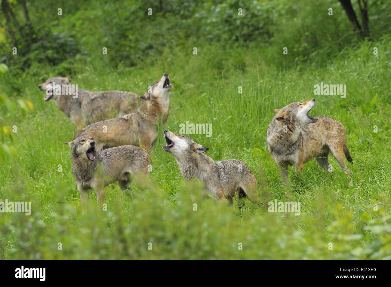 Howling Wolves, Canis lupus Stock Photo - Alamy