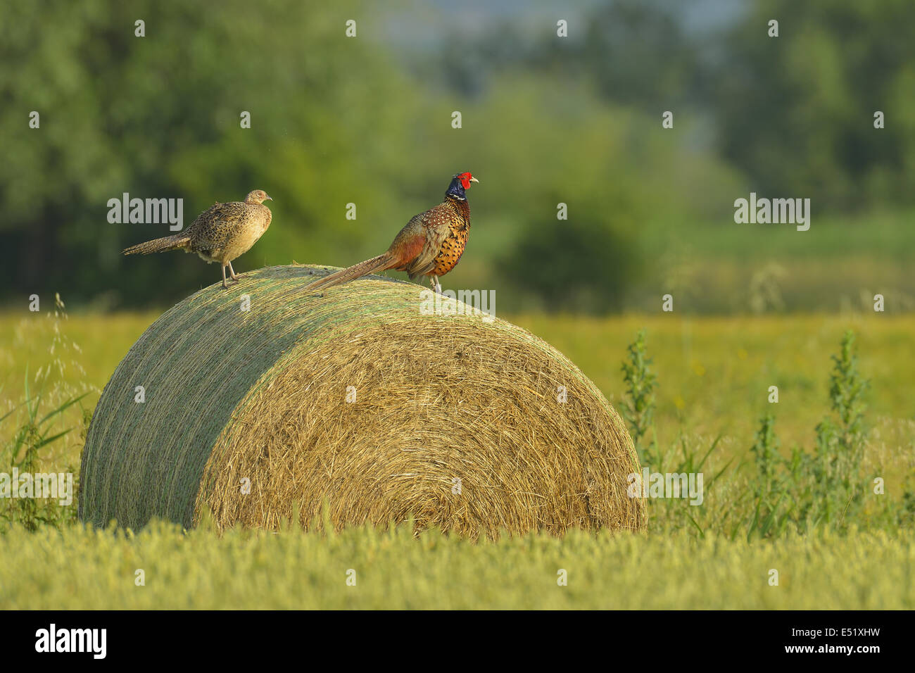 Pheasants, Germany Stock Photo