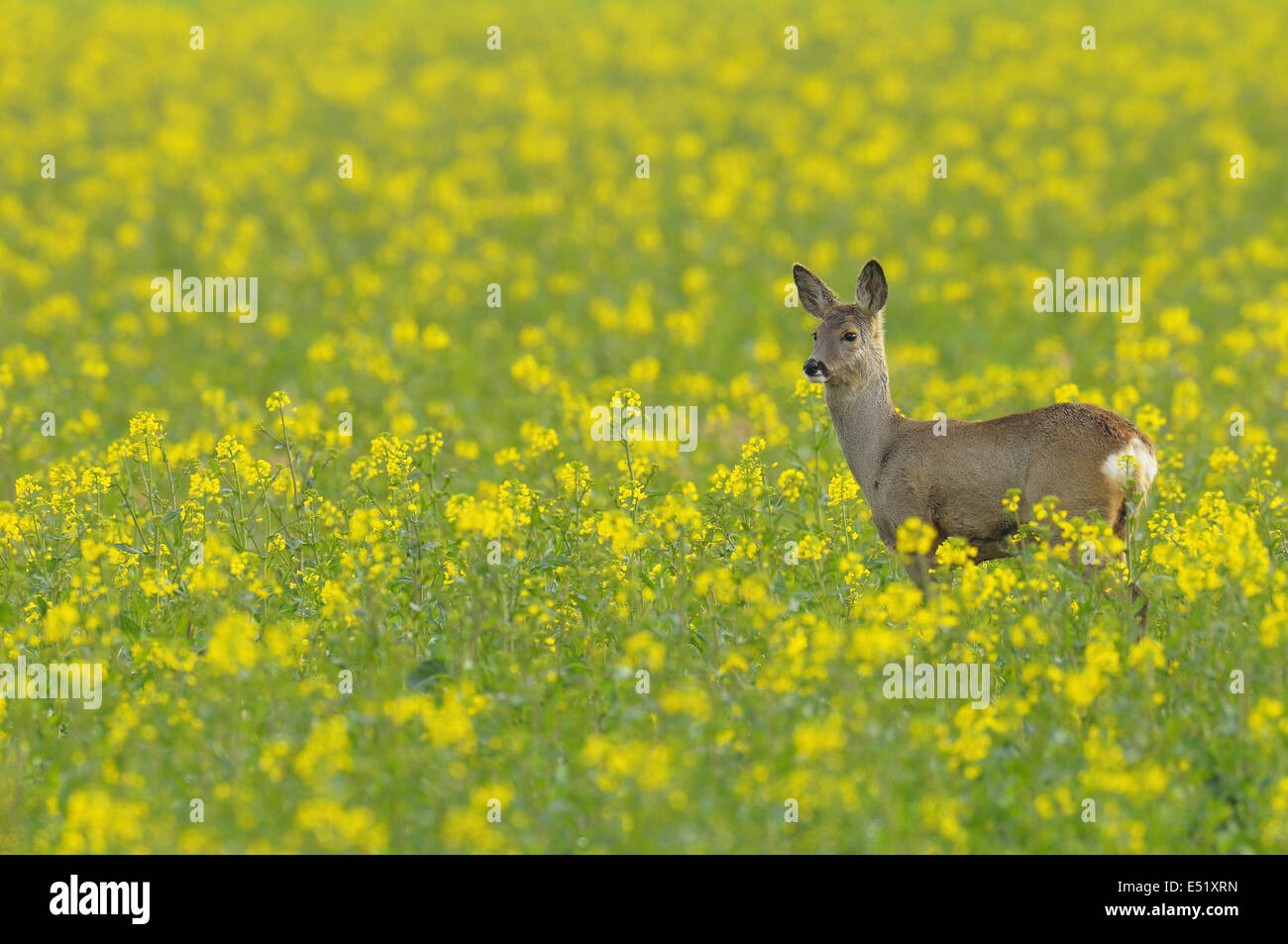Roe deer, Capreolus capreolus, Germany Stock Photo