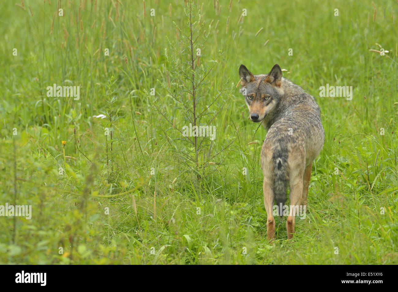 European Wolf, Canis lupus Stock Photo