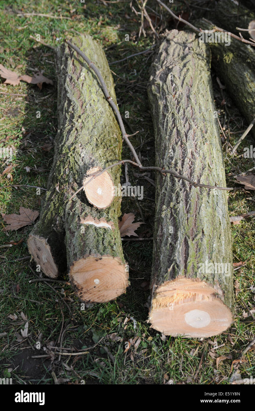 Black Elder, wood Stock Photo 71958117 Alamy