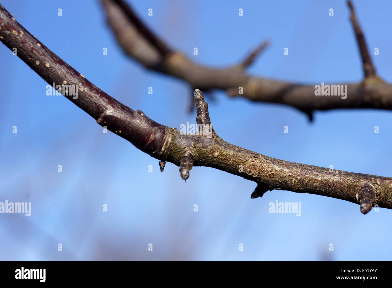Apple tree, fruit buds Stock Photo Alamy