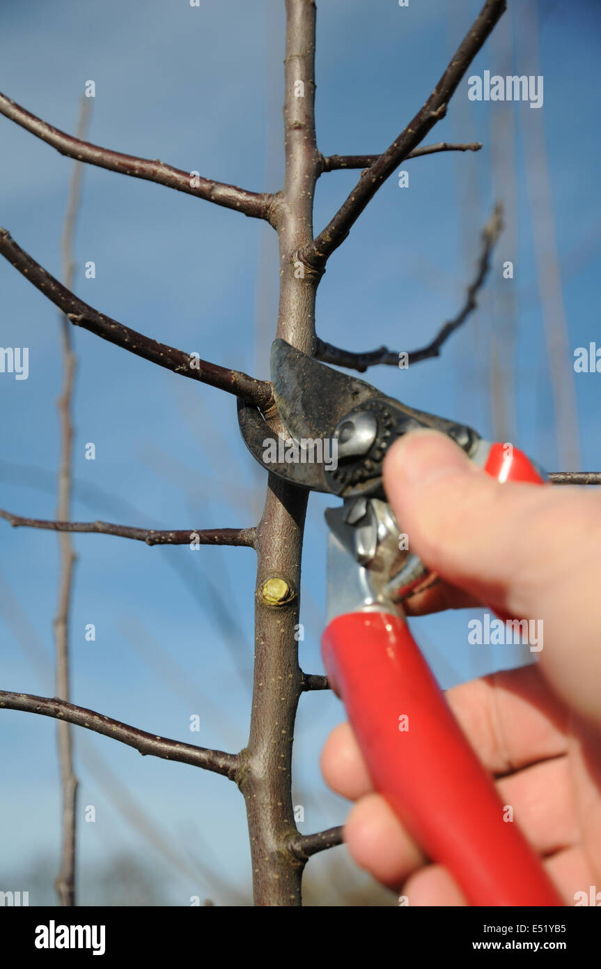 Apple tree, pruning Stock Photo