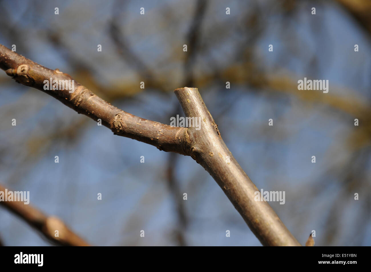 Walnut tree, pruning Stock Photo Alamy