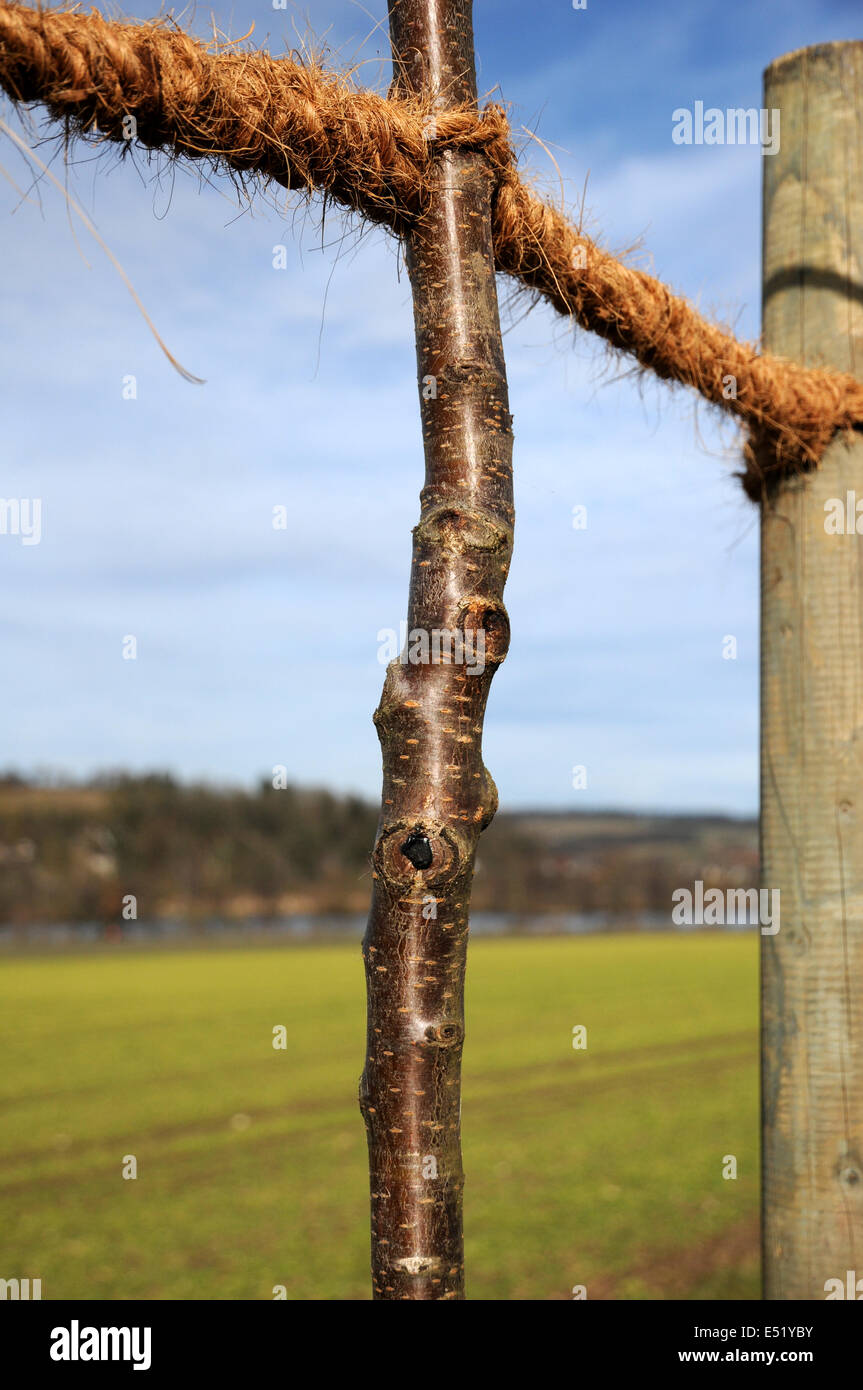 Sweet cherry tree Stock Photo