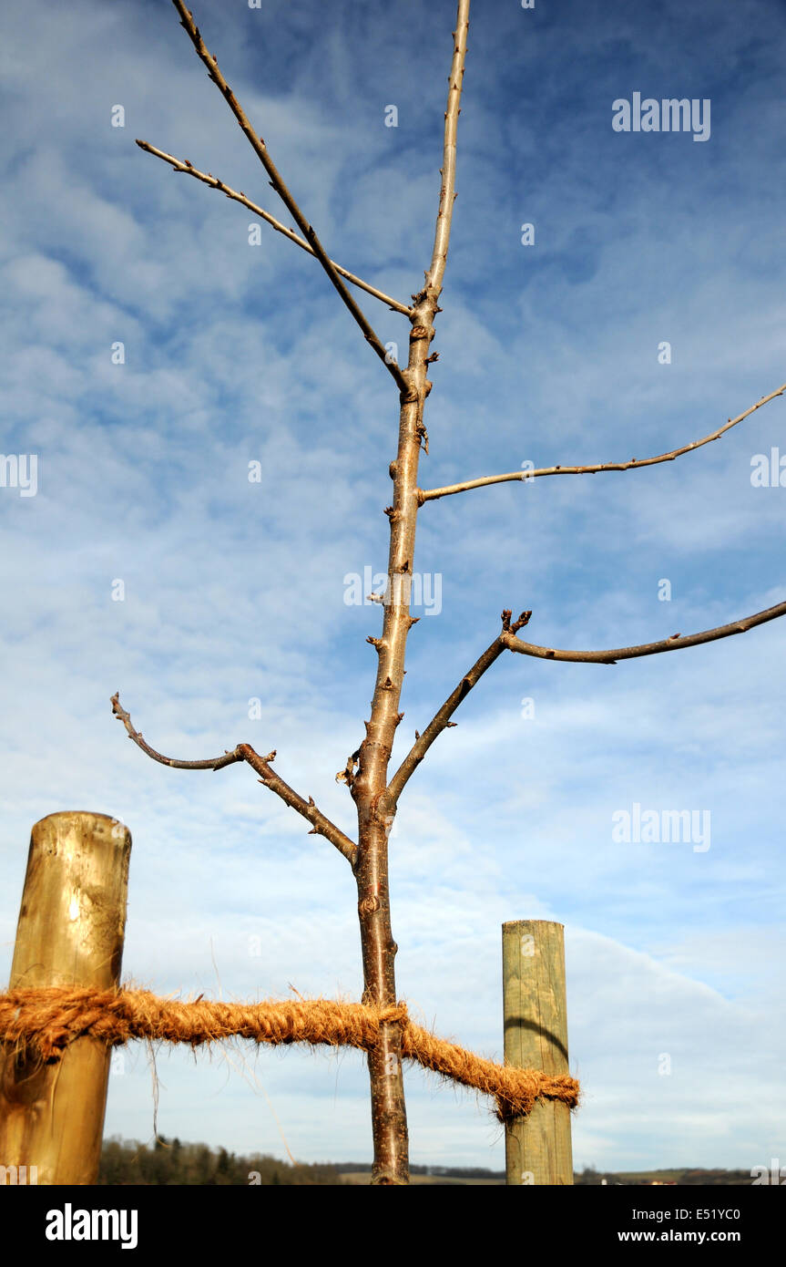 Sweet cherry tree Stock Photo