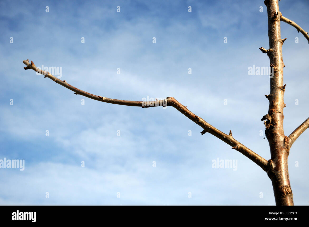 pruning cherry trees download free pruning cherry trees download free