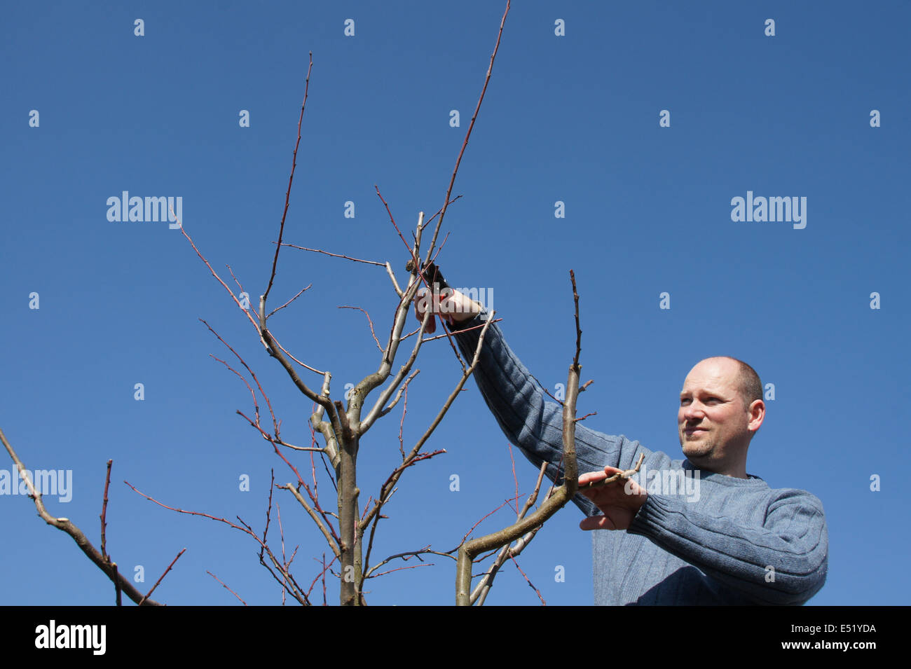Plum tree, pruning Stock Photo - Alamy