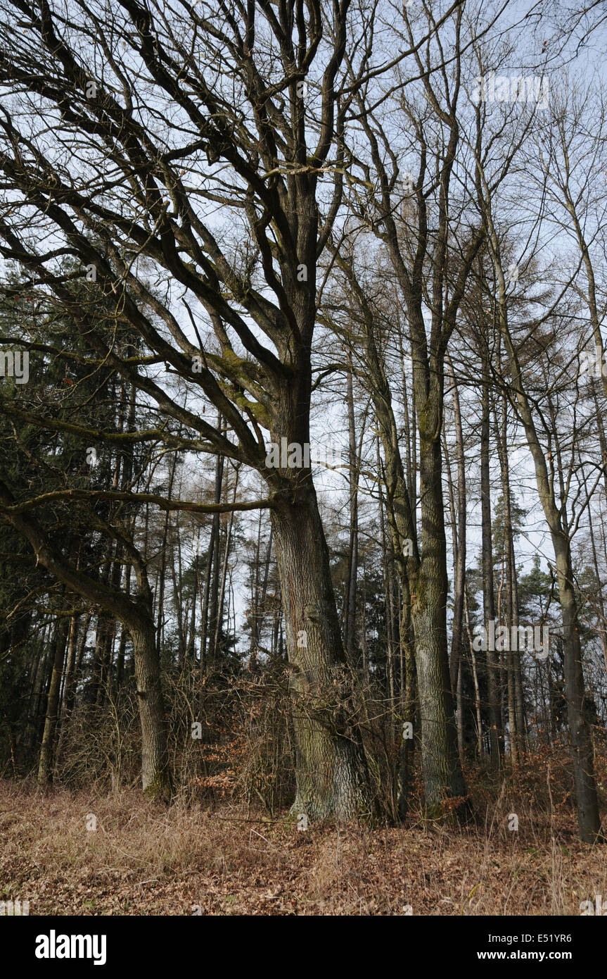 German oak Stock Photo