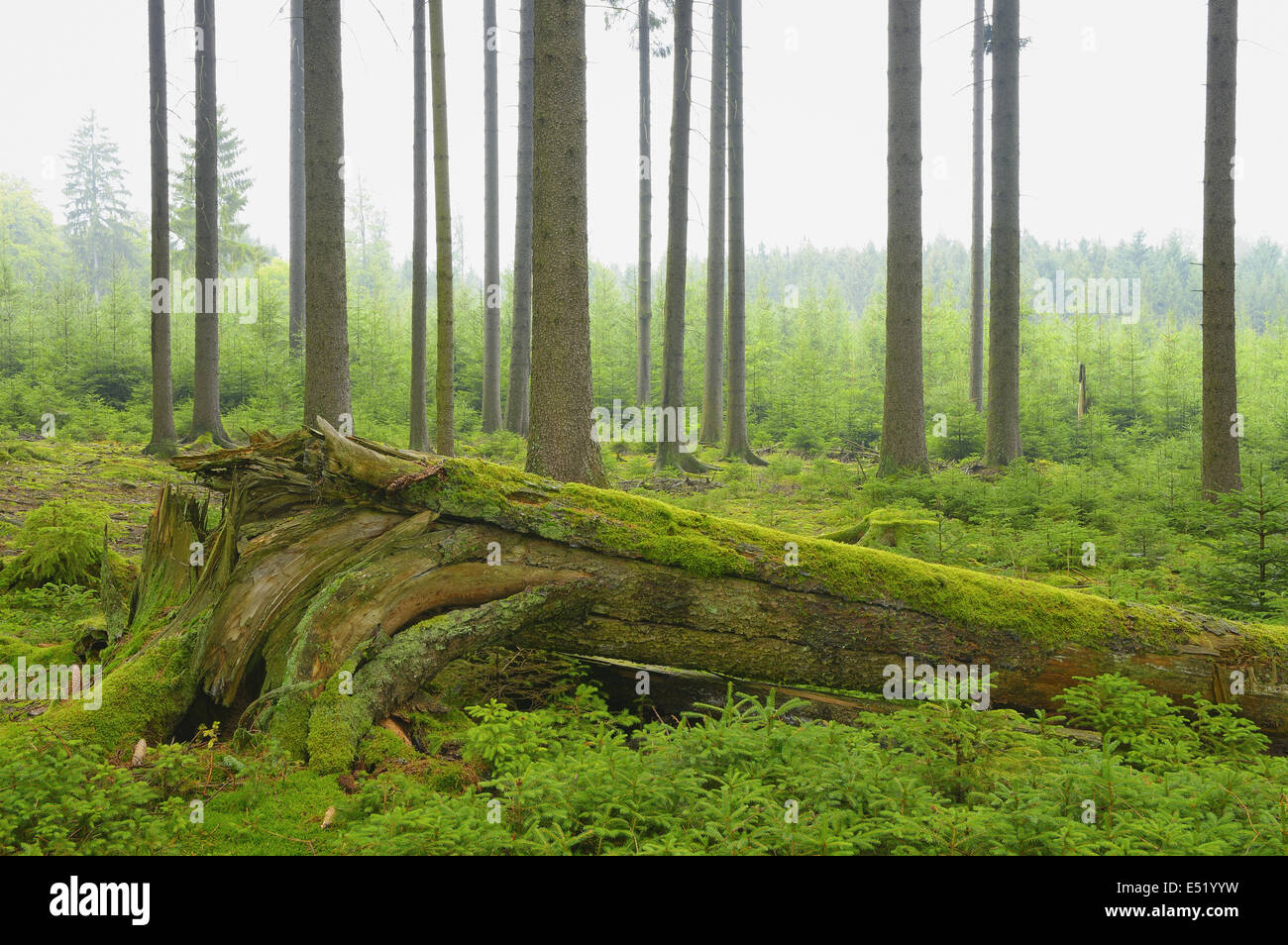 Spruce forest, Germany Stock Photo
