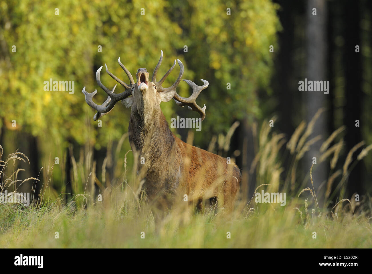 Red deer, Cervus elaphus, Germany Stock Photo