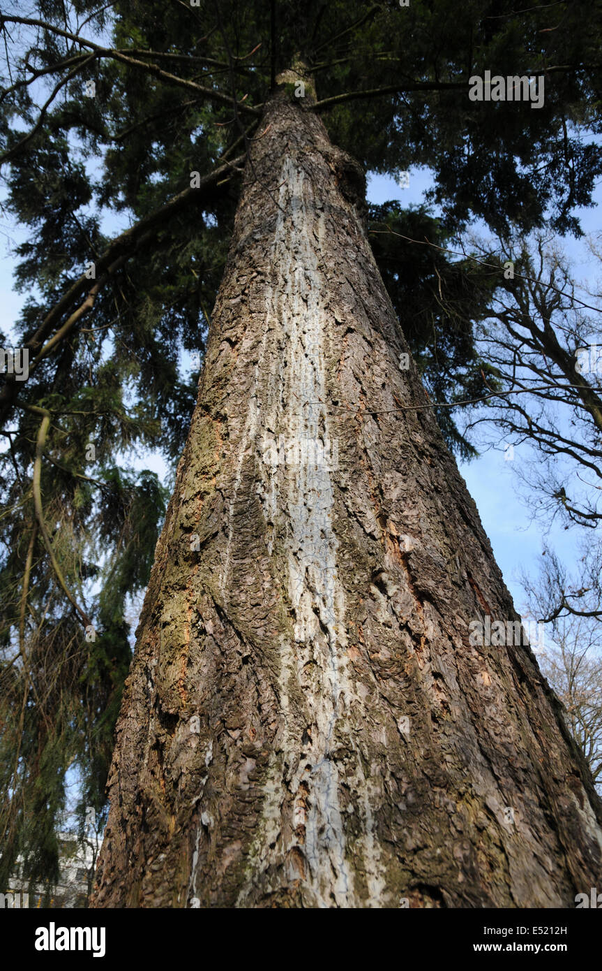 Douglas fir Stock Photo