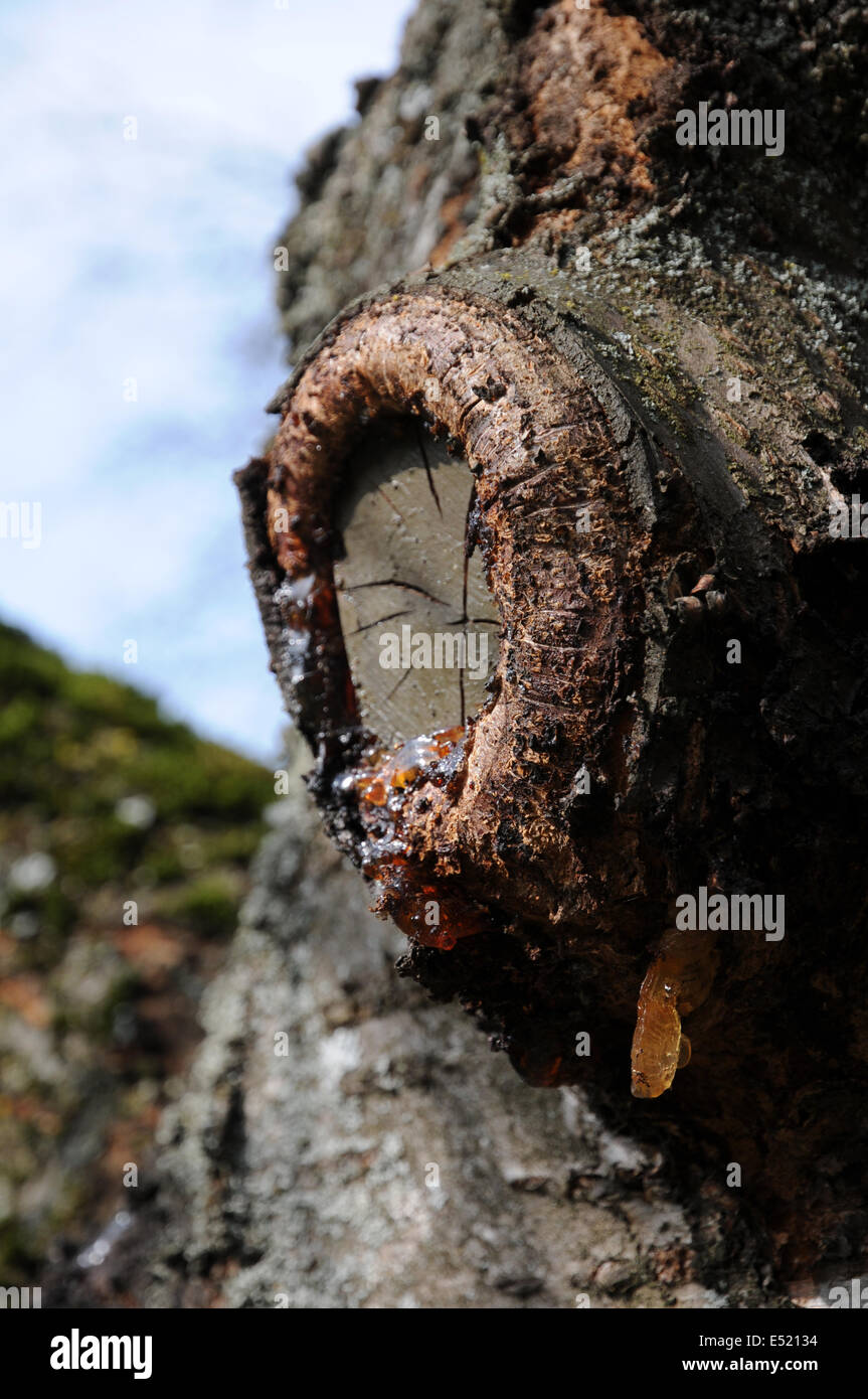 Cherry tree sap hires stock photography and images Alamy