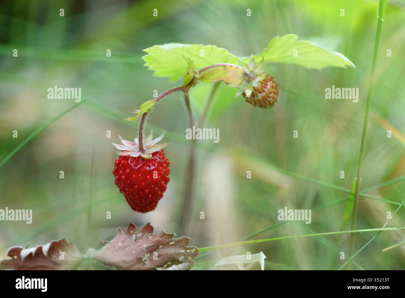 forest strawberry close up, outdoor photo in nature Stock Photo - Alamy