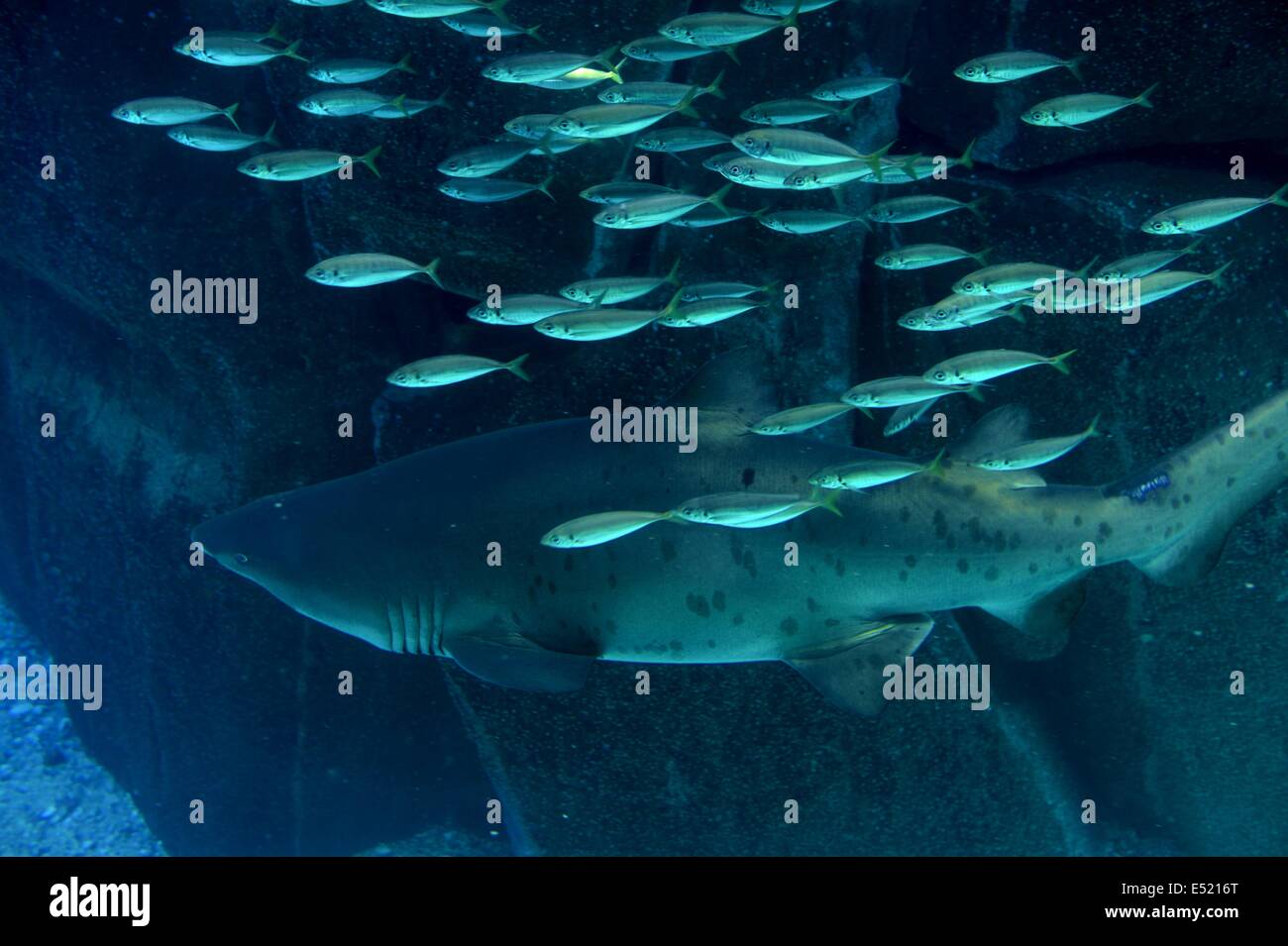 Underwater Aquaium Stock Photo