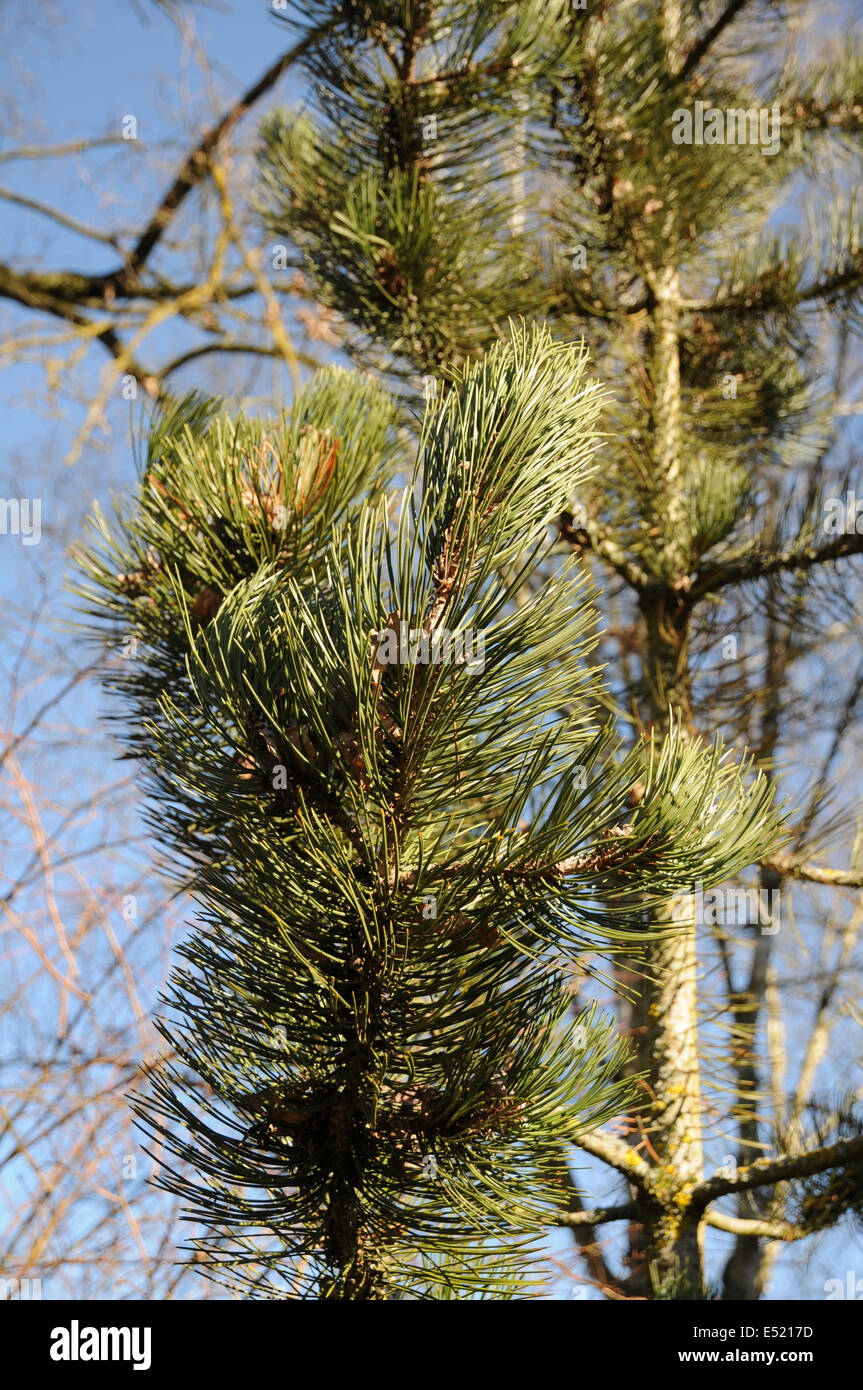 Bosnian pine Stock Photo