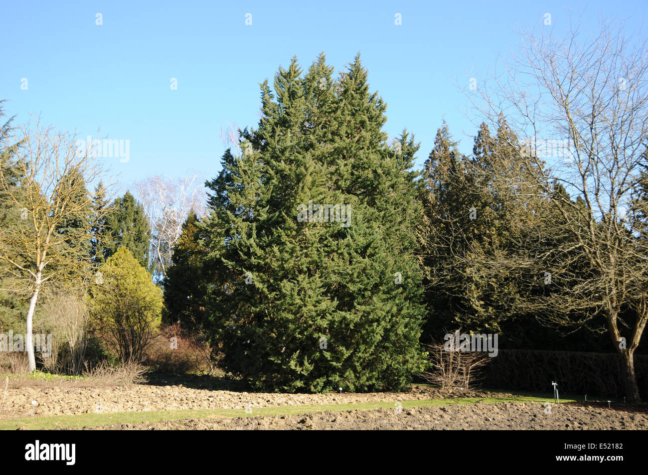 Chinese juniper Stock Photo