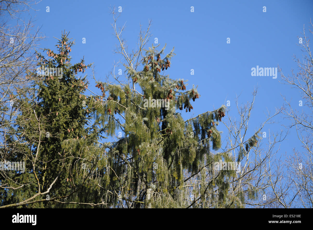 Weeping spruce Stock Photo