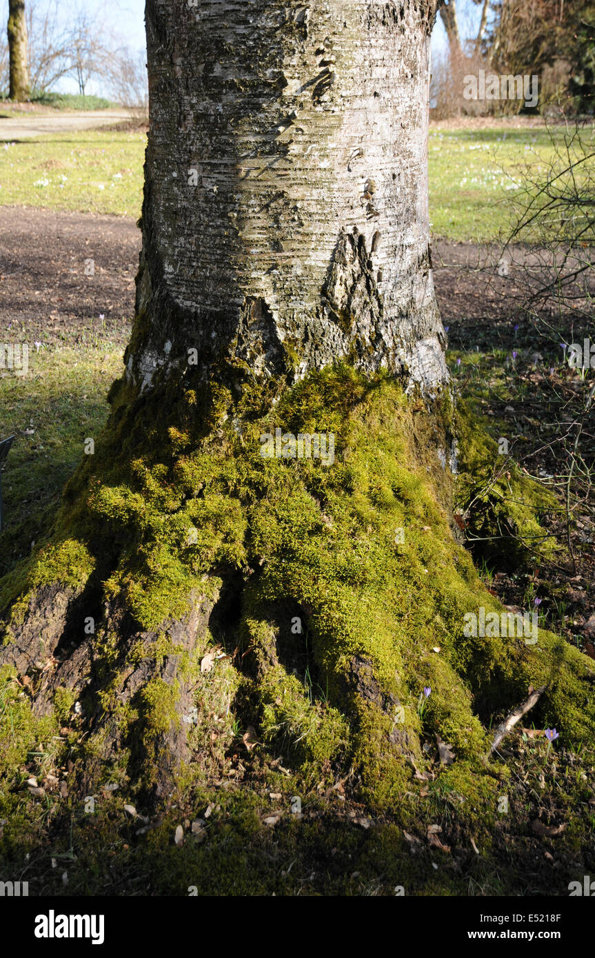 Moss on birch-trunk Stock Photo