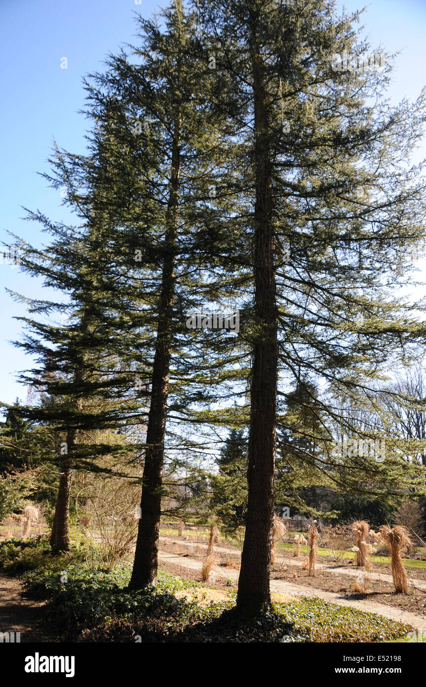 Libanon cedars Stock Photo